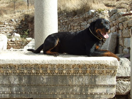 Rottweiler Hunde Foto 41514 in höherer Auflösung ansehen Rottweiler Bruno-Bärennase in Efes - Türkei