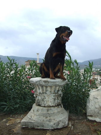 Rottweiler Hunde Foto 41515 in höherer Auflösung ansehen Rottweiler Bruno-Bärennase in Selcuk - Türkei