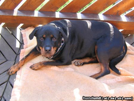 Rottweiler Hunde Foto 11584 Rottweiler
