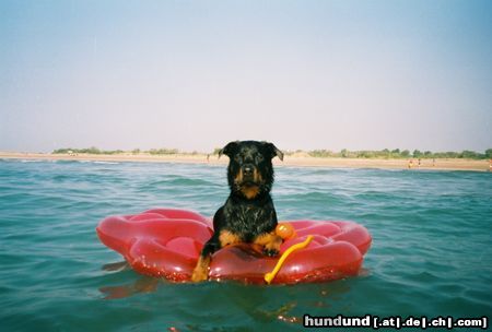 Rottweiler Hunde Foto 11031 Rottweiler Baghira und ihre Luftmatratze