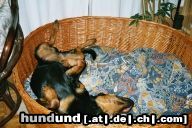 Rottweiler Hunde Foto 11032 Rottweiler Baghira und ihre Luftmatratze