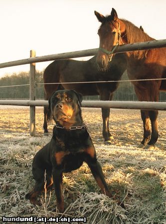 Rottweiler Aristit v.d. Nibelungen 14 Monate alt