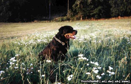 Rottweiler Hunde Foto 10256 Rottweiler Falk