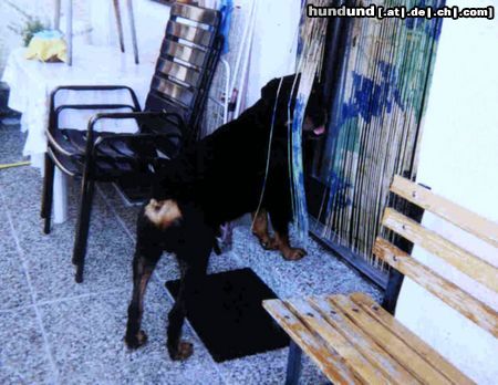 Rottweiler Hunde Foto 10258 Rottweiler Mr. Neugierig