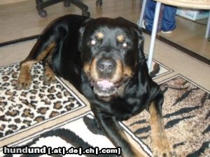 Rottweiler Hunde Foto 10262 Rottweiler Falk