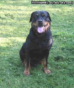 Rottweiler Hunde Foto 10260 Rottweiler Falk, 10 Jahre alt