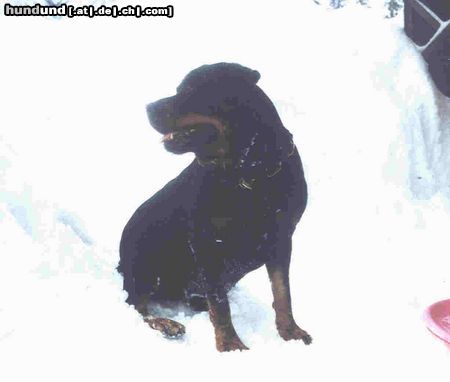 Rottweiler Hunde Foto 10261 Rottweiler Falk