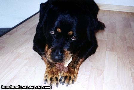 Rottweiler Hunde Foto 10259 Rottweiler Falk & sein Schaf