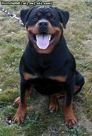 Rottweiler Hunde Foto 18235 in höherer Auflösung ansehen Rottweiler Zuchthündin Geisha