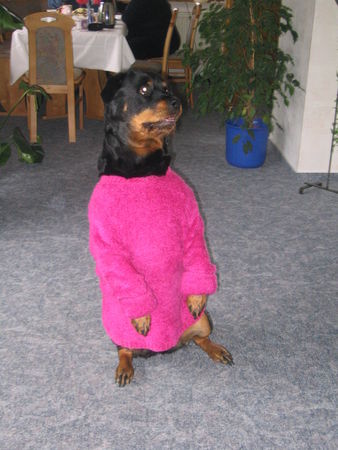 Rottweiler Esta v.d. Werther Stadt