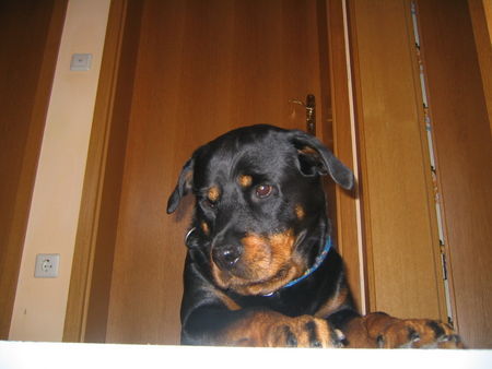 Rottweiler Hunde Foto 30703 Rottweiler Esta v.d. Werther Stadt