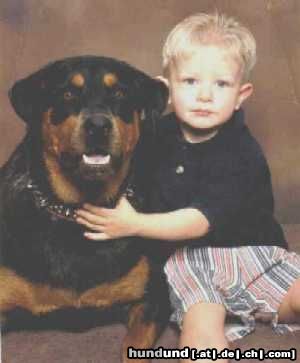Rottweiler Hunde Foto 18018 in höherer Auflösung ansehen Rottweiler