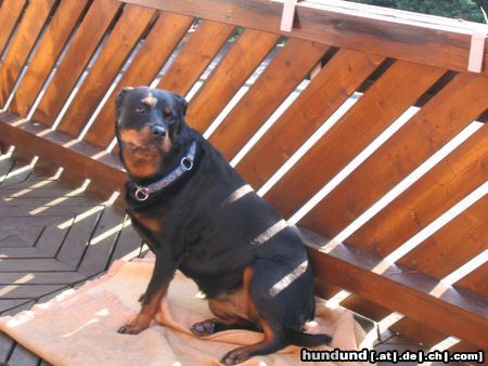 Rottweiler Hunde Foto 11585 Rottweiler esta von der werther stadt
