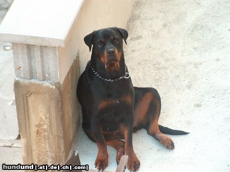Rottweiler Hunde Foto 8437 Rottweiler Xenia