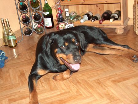 Rottweiler Hunde Foto 29338 in höherer Auflösung ansehen Rottweiler