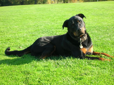 Rottweiler Hunde Foto 28813 Rottweiler Naa?? Bin Ich nicht schöhn?!