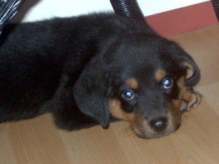 Rottweiler Hunde Foto 35255 in höherer Auflösung ansehen Rottweiler Seytan 8 wochen alt isser nicht knuffig?