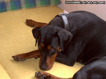 Rottweiler Hunde Foto 8362 Rottweiler Rottweiler Dobermann Aika