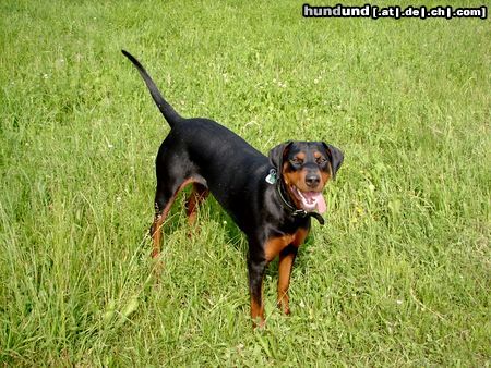 Rottweiler Hunde Foto 8342 Rottweiler Rottweiler Dobermann