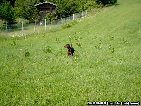 Rottweiler Hunde Foto 8358 Rottweiler Rottweiler Dobermann Aika