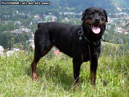 Rottweiler Hunde Foto 4403 Rottweiler Blanca