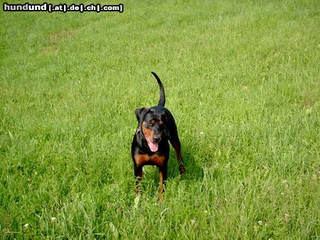Rottweiler Hunde Foto 8359 Rottweiler Rottweiler Dobermann Aika