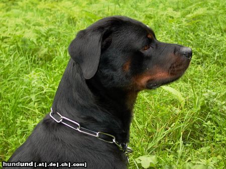 Rottweiler Hunde Foto 6185 Rottweiler Blanca in der Wiese