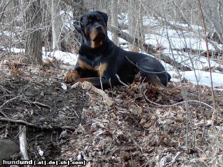 Rottweiler Hunde Foto 19016 Rottweiler was????