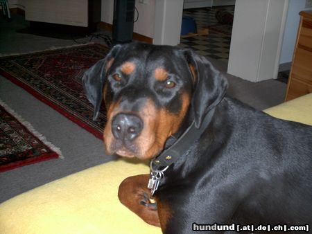 Rottweiler Hunde Foto 8356 Rottweiler Rottweiler Dobermann Aika