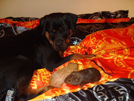 Rottweiler Hunde Foto 34608 in höherer Auflösung ansehen Rottweiler