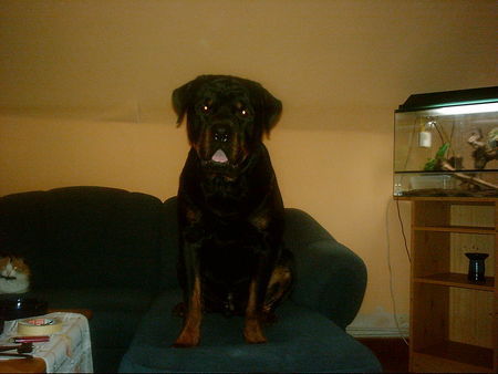 Rottweiler Hunde Foto 35430 in höherer Auflösung ansehen Rottweiler Ein schöner Hund