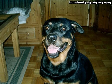 Rottweiler Hunde Foto 7721 Rottweiler Traumhund