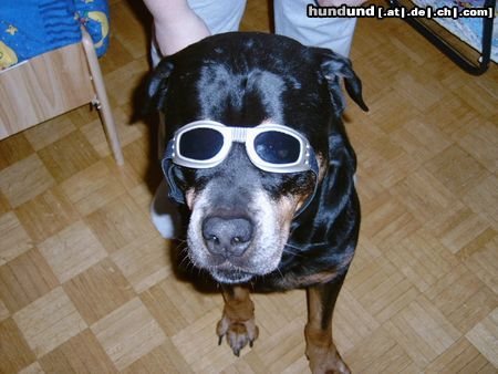 Rottweiler bandito