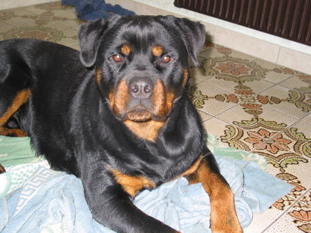 Rottweiler Hunde Foto 39826 in höherer Auflösung ansehen Rottweiler Ouino 2 Jahre alt
