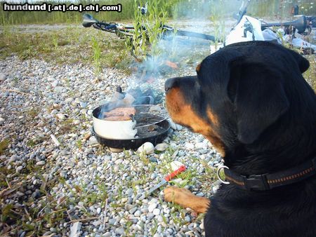 Rottweiler Hunde Foto 16393 in höherer Auflösung ansehen Rottweiler mein jimmy