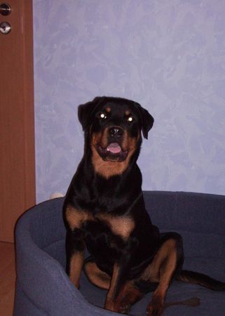 Rottweiler Hunde Foto 37797 in höherer Auflösung ansehen Rottweiler Kira 9 1/2 Monate
