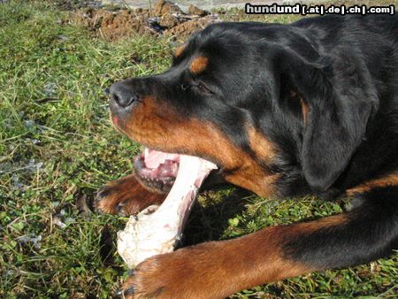 Rottweiler Hunde Foto 17849 in höherer Auflösung ansehen Rottweiler mljac mljac