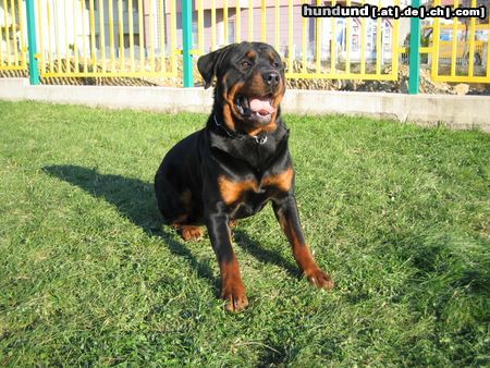 Rottweiler Hunde Foto 17493 in höherer Auflösung ansehen Rottweiler Aras pred zimu