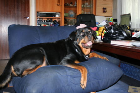 Rottweiler Hunde Foto 39165 in höherer Auflösung ansehen Rottweiler ja so lässt es sich gut leben