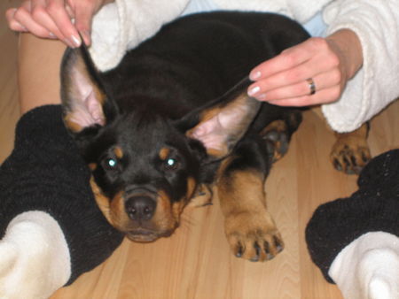 Rottweiler kein Rotti - sondern ne Fledermaus