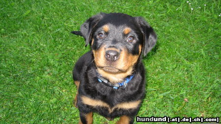 Rottweiler