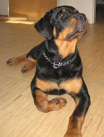 Rottweiler Hunde Foto 35771 in höherer Auflösung ansehen Rottweiler Atos