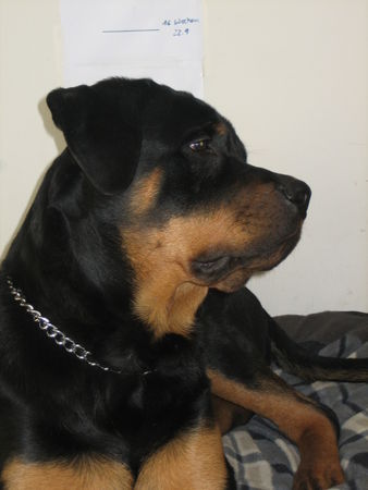Rottweiler Hunde Foto 36308 in höherer Auflösung ansehen Rottweiler Atos (6 1/2 Monate)