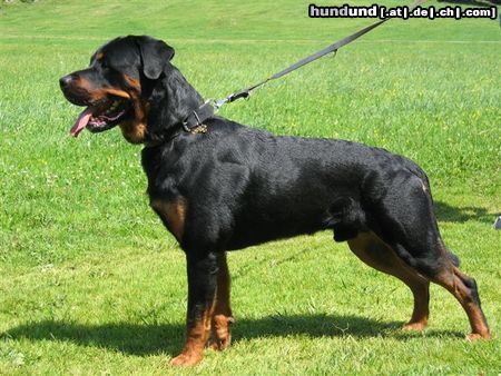 Rottweiler Hunde Foto 24255 in höherer Auflösung ansehen Rottweiler Benno von der Hansestadt Bremen