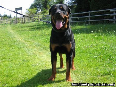 Rottweiler Hunde Foto 24256 in höherer Auflösung ansehen Rottweiler Benno von der Hansestadt Bremen