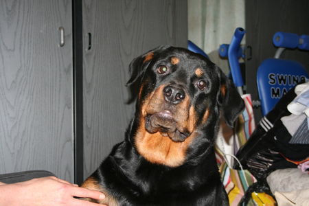 Rottweiler Hunde Foto 39164 in höherer Auflösung ansehen Rottweiler guckguck