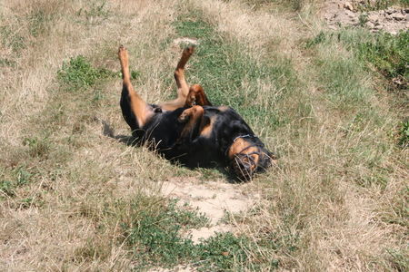 Rottweiler Hunde Foto 39162 in höherer Auflösung ansehen Rottweiler
