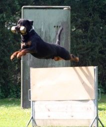 Rottweiler Hunde Foto 32310 Rottweiler Eddy vom Herrenholz Prüfung IPO III