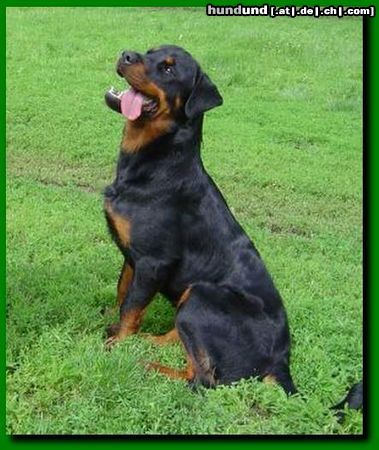 Rottweiler Hunde Foto 43977 in höherer Auflösung ansehen Rottweiler ISIS Ballotada