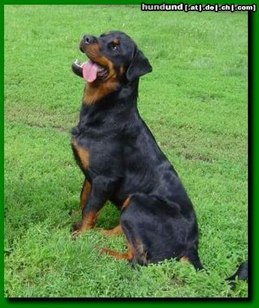 Rottweiler ISIS Ballotada 